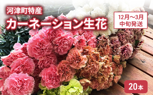 河津町特産 カーネーション 生花 20本 12月~3月中旬発送 2144966 - 静岡県河津町