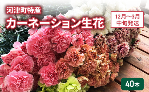 河津町特産 カーネーション 生花 40本 12月~3月中旬発送 2144967 - 静岡県河津町