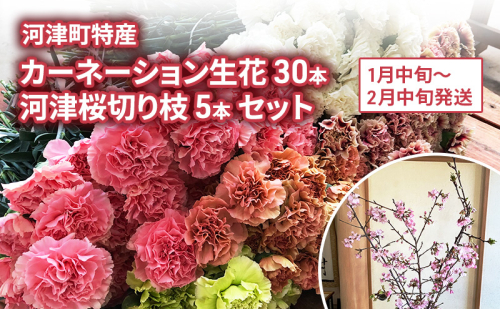 河津町特産 カーネーション 30本 河津桜 5本 生花 切り枝セット 1月中旬～2月中旬発送 2144968 - 静岡県河津町