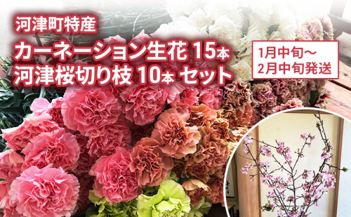 河津町特産 カーネーション 15本 河津桜 10本 生花 切り枝セット 1月中旬～2月中旬発送 2144969 - 静岡県河津町