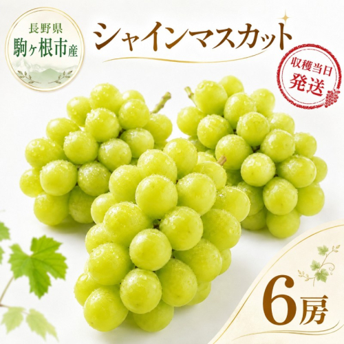 駒ヶ根産シャインマスカット6房 ブドウ ぶどう 葡萄 果物 フルーツ 季節限定 産地直送 産直 駒ヶ根市 2145091 - 長野県駒ヶ根市