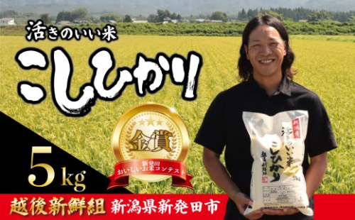 【2026年12月発送】金賞米 コシヒカリ 5kg 令和8年産 こしひかり 精米 白米 ご飯 おにぎり 弁当 新潟県産 新発田産 新潟 米 お米 こめ 受賞 越後新鮮組 新潟県 米 新潟県 新発田市 shinsengumi001_202612