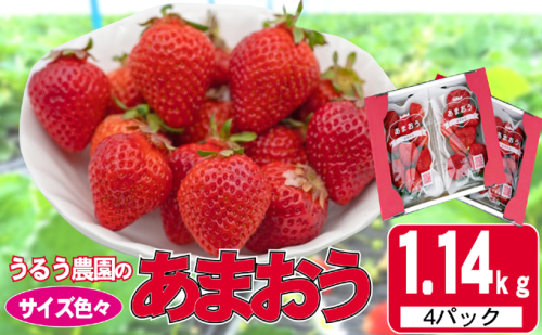 いちご 2025年12月より発送 うるう農園のあまおう サイズ色々4パック 約1.14kg 果物 フルーツ デザート 食後 特別栽培 福岡県産 国産 日本産 ※配送不可：離島 2145984 - 福岡県大刀洗町