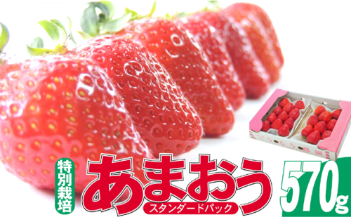 いちご 2025年12月より発送 うるう農園のあまおう スタンダード2パック 約570g 果物 フルーツ デザート 食後 特別栽培 福岡県産 国産 日本産 ※配送不可：離島 2145985 - 福岡県大刀洗町