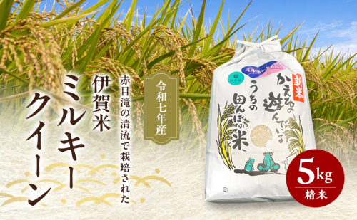 赤目滝の清流で栽培された 令和7年産 伊賀米 ミルキークイーン 5kg 精米 2146325 - 三重県名張市
