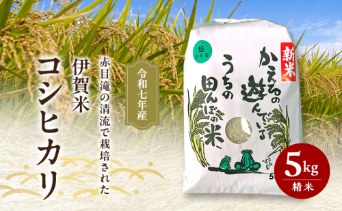 8月下旬出荷予定! 赤目滝の清流で栽培された 令和7年産 伊賀米コシヒカリ 5kg 精米 2146326 - 三重県名張市
