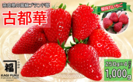 CA-10.【数量限定】サイズおまかせ 古都華4パック