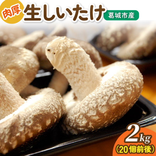 葛城市産生しいたけ（2kg） / 椎茸 シイタケ きのこ キノコ 生 国産 セット 新鮮 菌床 スライス 奈良県 葛城市 2146747 - 奈良県葛城市
