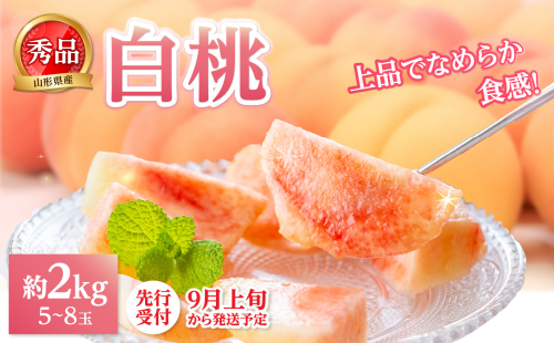 《先行受付》★白桃（品種おまかせ）★ 約2kg(5～8玉) 秀品 【2025年9月上旬頃～発送予定】 063-002 2146804 - 山形県大江町