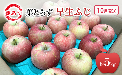 10月発送 家庭用 訳あり 早生ふじ 約 5kg りんご リンゴ 林檎 果物 フルーツ わけあり 青森 2147204 - 青森県鶴田町