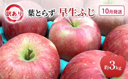 10月発送 家庭用 訳あり 早生ふじ 約 3kg りんご リンゴ 林檎 果物 フルーツ わけあり 青森 2147205 - 青森県鶴田町