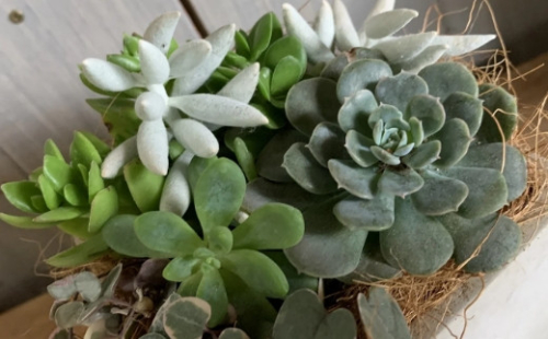 D 068 とってもオシャレな多肉植物の寄せ植え 大阪府泉南市 Au Pay ふるさと納税