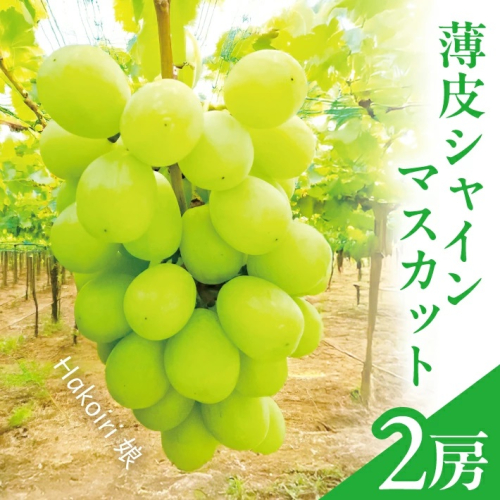 SC0599　薄皮シャインマスカット 「Hakoiri娘」　1.2kg以上(2房) 2148275 - 山形県酒田市