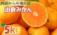 【産地直送】【予約受付】みかん 由良みかん  約 5kg  【 沼津 西浦 で たくさん の太陽と海風に育まれました みかん をお届け 】 数量限定 柑橘 フルーツ 西浦 沼津 蜜柑