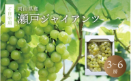 真庭市産 瀬戸ジャイアンツ 自宅用3〜6房 ぶどう 岡山 真庭 葡萄 2025年9月中旬以降発送予定 果物 フルーツ ブドウ 人気 数量限定 ご家庭用 皮ごと 種なし 産地直送 お買い得 甘い 新鮮 数量限定 桃太郎ぶどう 大粒 新食感 フルーツ王国 人気上昇中 [seto02]