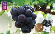真庭市産 オーロラブラック 3〜4房 ぶどう 産地直送 岡山 真庭 黒ブドウ 2025年8月上旬以降発送予定 真庭市 大粒 葡萄 果物 フルーツ 濃厚 人気 数量限定 ブドウ ボリューム感 種なし 日持ち 甘い 果汁 ジューシー [aurora01]