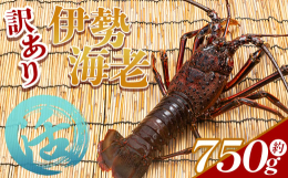 高知県香南市にある漁港、吉川漁港では旬の魚介類が水揚げされています。そんな吉川漁港で水揚げされた伊勢海老をお届けします。プリプリで弾力の強い、活伊勢海老。産地直送の厳選伊勢海老をぜひ刺身などでお楽しみ