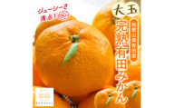 先行予約【果汁たっぷり】迫力満点！ 大粒 有田みかん 2.9kg+200g ※2025年11月中旬～12月下旬頃に順次発送（北海道・沖縄・その他離島地域は発送不可） / みかん ミカン 柑橘 甘い くだもの フルーツ 果物 産地直送 和歌山【ard054C】