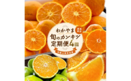 和歌山 旬のカンキツ定期便S (ご家庭用) ※北海道・沖縄・離島への配送不可 / 定期便 青切り有田みかん 完熟有田みかん 春の柑橘 初夏の柑橘 全4回 フルーツ