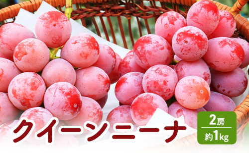 クイーンニーナ 2房 約1kg ぶどう 葡萄 フルーツ 果物 長野市 2150296 - 長野県長野市