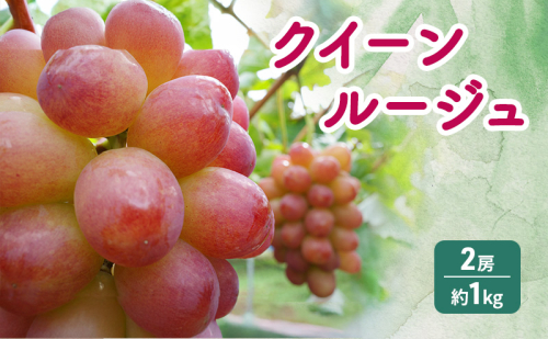 クイーンルージュ 2房 約1kg ぶどう 葡萄 フルーツ 果物 長野市 2150297 - 長野県長野市