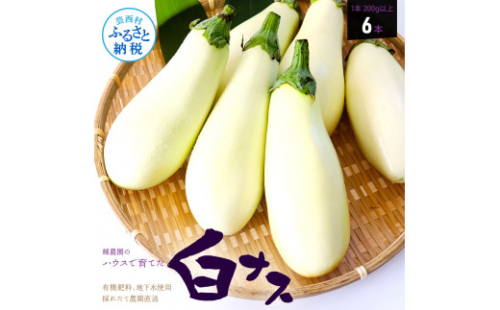 KYN003　先行予約 白ナス6本 - なす 茄子 1本200g以上 野菜 新鮮 美味しい グラタン シチュー ラタトゥイユ 洋食 和食 料理 お取り寄せ ふるさとのうぜい 故郷納税 5000円 返礼品 高知県 高知 2150339 - 高知県芸西村