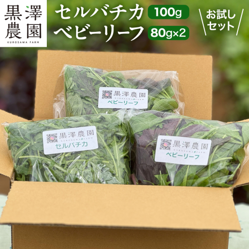 セルバチカ (ワイルドルッコラ) 100g と ベビーリーフ (80g × 2パック) の 黒澤農園 お試しセット ベビーリーフサラダ 生野菜 食べやすい 若葉 ファミリー 旬 新鮮 国産 彩り サラダ さらだ ルッコラ ハーブ 新鮮 国産 辛い セルバチコ ベビーリーフ イタリア野菜 イタリア料理 イタリアン パスタ 高級 トッピング 大容量 たっぷり 味見 [DS07-NT] 2150471 - 茨城県つくばみらい市