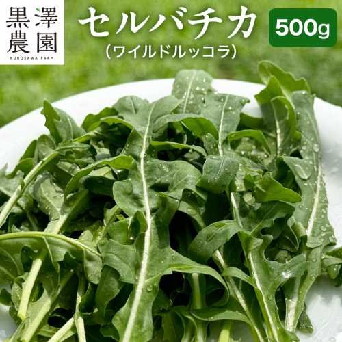 つくばみらい市 で栽培した セルバチカ ( ワイルドルッコラ ) 500g サラダ さらだ ルッコラ ハーブ 新鮮 国産 辛い セルバチコ ベビーリーフ イタリア野菜 イタリア料理 イタリアン パスタ 高級 トッピング 大容量 たっぷり [DS09-NT] 2150473 - 茨城県つくばみらい市