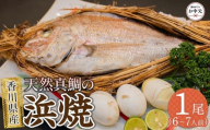 【お中元ギフト】天然真鯛の浜焼1尾（6人～7人前）