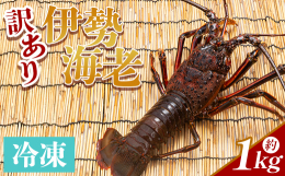 【加熱調理におすすめ！！】高知県香南市にある漁港、吉川漁港では旬の魚介類が水揚げされています。そんな吉川漁港で水揚げされた伊勢海老をお届けします。プリプリで弾力の強い、伊勢海老。産地直送の厳選伊勢海老