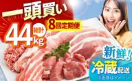 【8回定期便】一頭買い 総計44kg ええやん さくらポーク 小林ファーム /亀山市/小林ファーム [AMAB064] / 豚肉 豚 定期便 全部位 肩ロース ロース バラ モモ ヒレ フィレ