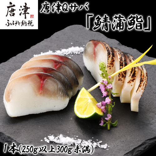 生の新食感 唐津Qサバ「鯖蒲鮨」1本(250g以上～300g未満) さば 蒲鉾 かまぼこ おつまみ ギフト 鯖 サバ 唐津 Qサバ 鯖鮨 呼福 大志 水産 魚 海鮮 水産加工 2151264 - 佐賀県唐津市