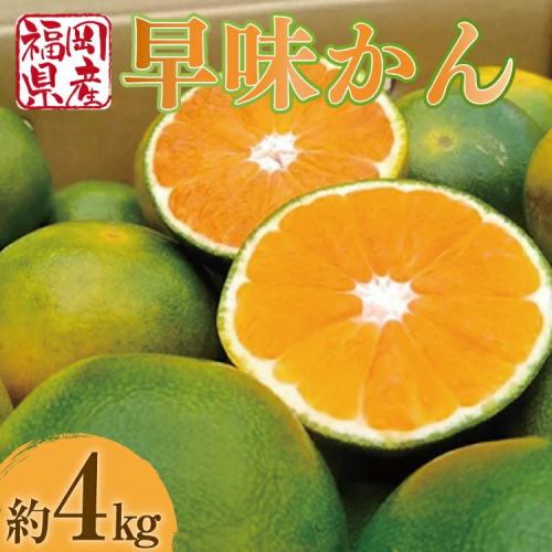 【期間限定発送】 みかん 早味かん 約 4kg [南国フルーツ 福岡県 宇美町 um40azo970031] 福岡県産 ミカン 早生みかん 早生ミカン フルーツ 果物 くだもの 2151265 - 福岡県宇美町