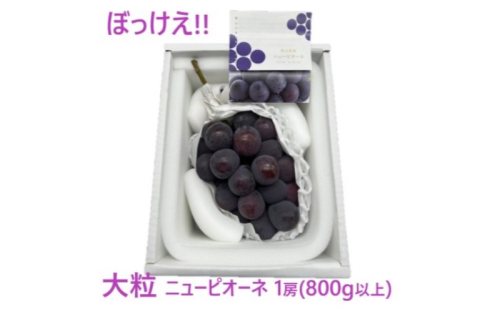ぶどう 2025年 先行予約 ぼっけえ 大粒 ニューピオーネ 1房(800g以上) 化粧箱入り ブドウ 葡萄 岡山県産 国産 フルーツ 果物 ギフト 2151788 - 岡山県瀬戸内市