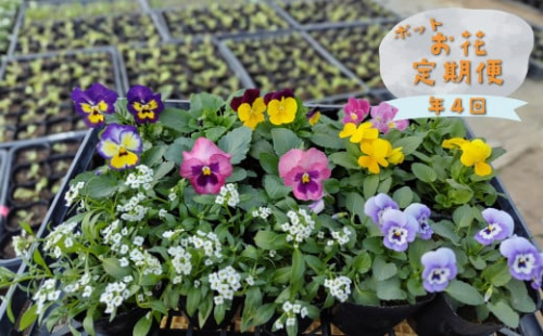 【年4回】季節の お任せ 鉢花(ポット植え)定期便 ガーデニング 園芸 旬のお花をお届けします 2151855 - 高知県佐川町
