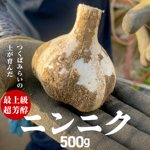 超芳醇 つくばみらいの土が育んだ 最上級ニンニク 500g つくばみらい市 ニンニク 新ニンニク 茨城県産 国産 無化学肥料 農薬不使用 化学肥料不使用 [FA01-NT] 2152154 - 茨城県つくばみらい市