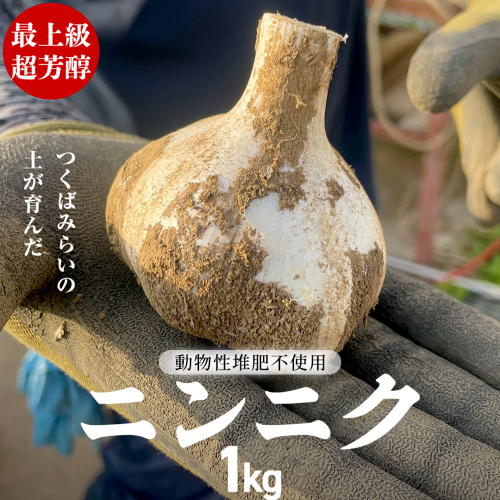 【先行予約】超芳醇 つくばみらいの土が育んだ 最上級ニンニク 1kg つくばみらい市（2026年6月より発送開始） ニンニク 新ニンニク 茨城県産 国産 無化学肥料 農薬不使用 化学肥料不使用 [FA02-NT] 2152162 - 茨城県つくばみらい市