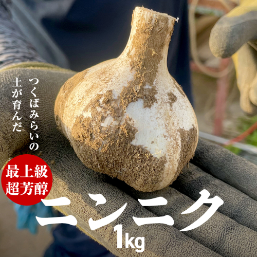 超芳醇 つくばみらいの土が育んだ 最上級ニンニク 1kg つくばみらい市 ニンニク 新ニンニク 茨城県産 国産 無化学肥料 農薬不使用 化学肥料不使用 [FA02-NT] 2152162 - 茨城県つくばみらい市