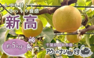 梨 新高 約5kg 農家直送 千葉県白井市 アウーファーム