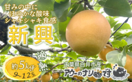 [2026年秋収穫分] 梨 新興 約5kg 9〜12玉 農家直送 千葉県白井市 先行予約受付 アウーファーム