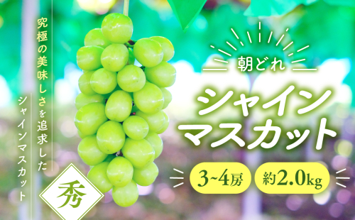【2025年分発送】 シャインマスカット 3～4房 約2kg 先行予約 先行 予約 山梨県産 産地直送 フルーツ 果物 くだもの ぶどう ブドウ 葡萄 シャイン シャインマスカット 新鮮 人気 おすすめ 国産 贈答 ギフト お取り寄せ 朝どれ 甘い 皮ごと 種なし 山梨 甲斐市 AV-3 2152340 - 山梨県甲斐市