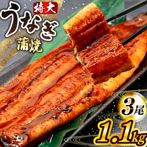 一の丑 うなぎ 蒲焼 約 1.1kg 3尾 タレ・山椒付 茶葉蒸し [大黒物産 福岡県 宇美町 um40bak830004]鰻 ウナギ 小分け うなぎ蒲焼 鰻蒲焼き 訳あり 蒲焼き かば焼き 茶葉蒸しうなぎ 真空パック 個包装 冷凍 unagi 2153074 - 福岡県宇美町