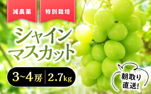 【2025年発送】『特別栽培』自然塾夏 シャインマスカット 約2.7kg 減農薬 先行予約 先行 予約 山梨県産 国産 産地直送 人気 おすすめ 贈答 ギフト お取り寄せ フルーツ 果物 くだもの ぶどう ブドウ 葡萄 新鮮 甘い 皮ごと BM-7 2153159 - 山梨県甲斐市