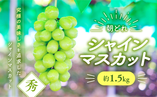 【2025年分発送】シャインマスカット　約1.5kg　先行予約 先行 予約 山梨県産 産地直送 フルーツ 果物 くだもの ぶどう ブドウ 葡萄 シャイン シャインマスカット 新鮮 人気 おすすめ 国産 山梨 甲斐市 贈答 ギフト お取り寄せ 朝どれ　AV-35 2153233 - 山梨県甲斐市