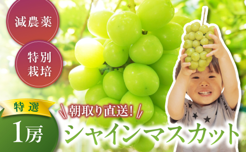 【2025年分発送】 減農薬 大粒 特選 シャインマスカット 1房 先行予約 先行 予約 山梨県産 産地直送 フルーツ 果物 くだもの ぶどう ブドウ 葡萄 シャイン シャインマスカット 新鮮 人気 おすすめ 国産 贈答 ギフト お取り寄せ 山梨 甲斐市 CF-7
 2153860 - 山梨県甲斐市