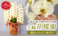 胡蝶蘭 黄色 アルテミス 3本立て | 花 お花 大輪胡蝶蘭 こちょうらん コチョウラン 蘭 洋蘭 花 贈答 開店祝い ギフト 贈り物 プレゼント 御祝 お祝い 開業祝い 新築祝い 引越し祝い 結婚祝い 出産祝い 内祝い 昇進祝い 誕生日 結婚記念日 記念日 母の日 父の日 敬老の日 お中元 お歳暮 仏事 国分寺洋蘭園 埼玉県 北本市