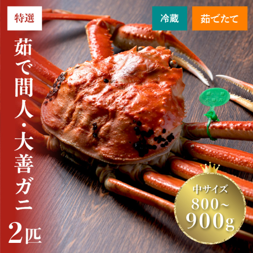 【蟹の匠 魚政】京丹後市産 未冷凍 茹で間人ガニ大善ガニ 特撰 中サイズ（800～900g）2匹セット（11月～12月発送）
 2154010 - 京都府京丹後市