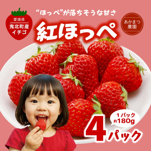【2026年春収穫分】【先行予約】紅ほっぺ 4パック（約720g） | いちご イチゴ 苺 大福 ジャム タルト アイス ケーキ ギフト あかまつ農園 ※離島への配送不可 ※2026年2月中旬頃より順次発送予定 2154056 - 愛媛県鬼北町