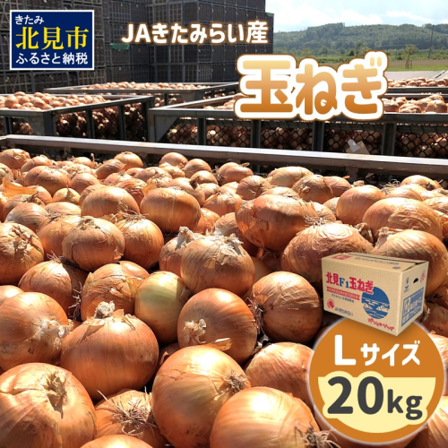 【予約：2025年9月上旬から順次発送】JAきたみらい産 玉ねぎ Lサイズ 20kg ( タマネギ たまねぎ 野菜 )【210-0002】 2154059 - 北海道北見市