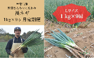 山梨県甲斐市産　原田さんちのこだわり長ネギ　定期便　約1ｋｇ×９か月　【定期便　長ネギ　ねぎ　ネギ　野菜　やさい　新鮮　人気　山梨県　山梨　甲斐市　甲斐　農家直送　産地直送】AD-308